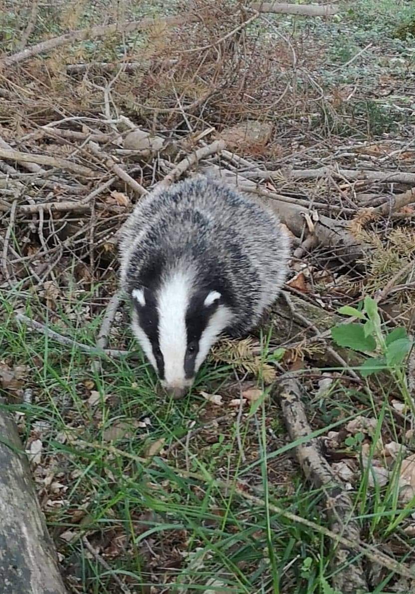 badger