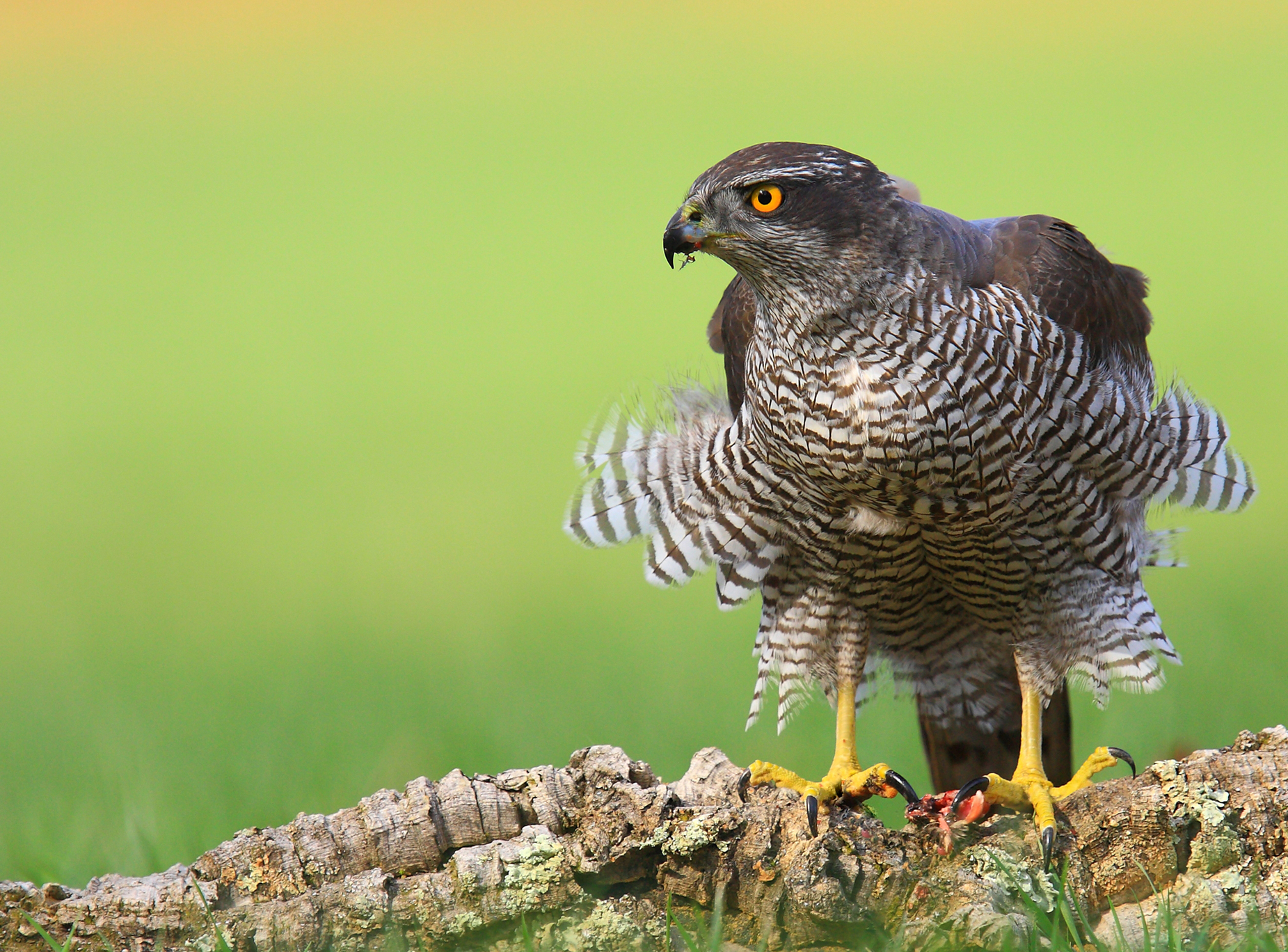 Goshawk