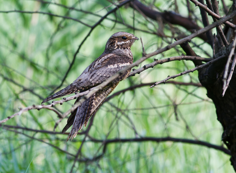 Nightjar